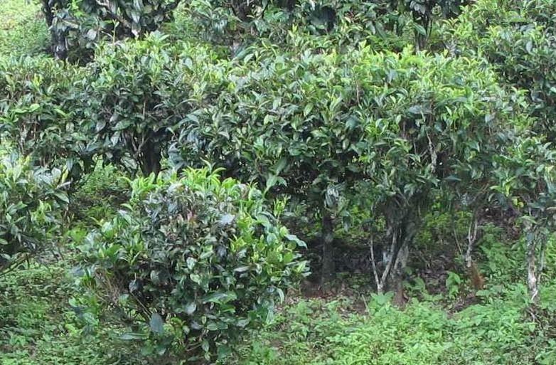 野生茶树与野放茶树——普洱茶茶树种类分析